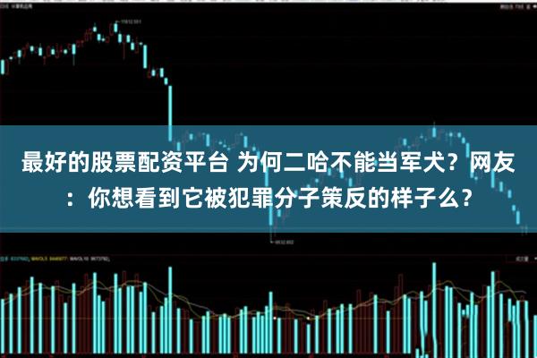 最好的股票配资平台 为何二哈不能当军犬？网友：你想看到它被犯罪分子策反的样子么？